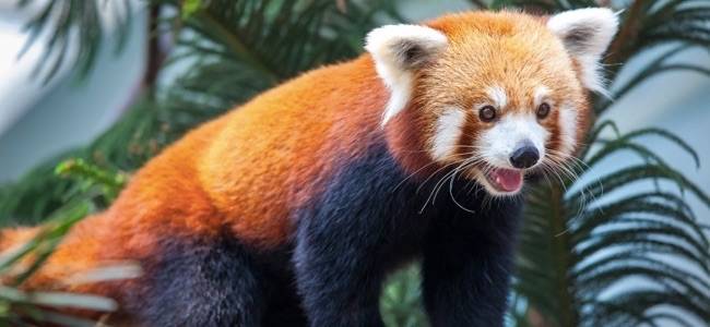 Firefox is About to Become an Almost Complete Copy of Chrome