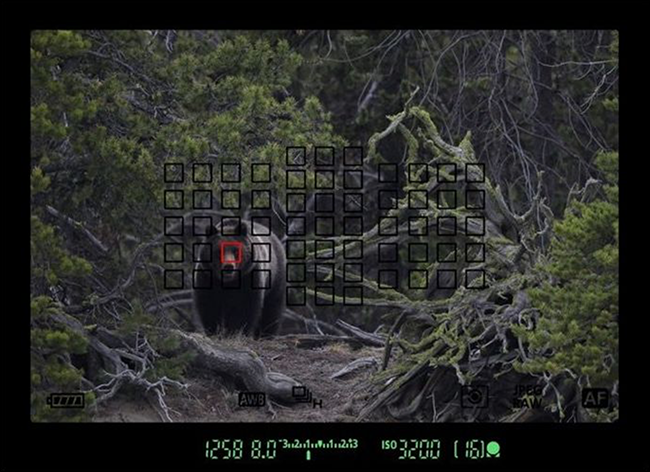 How to Get the Most from Autofocus With Your Camera