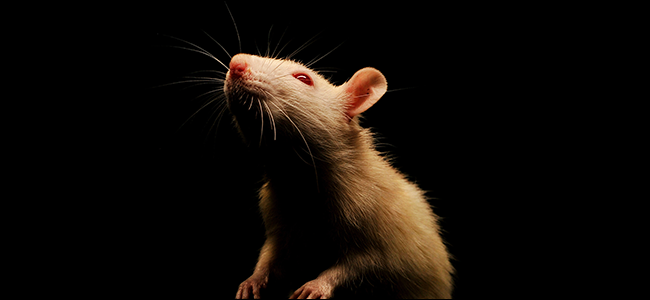 What is RAT Malware, and Why Is It So Dangerous?