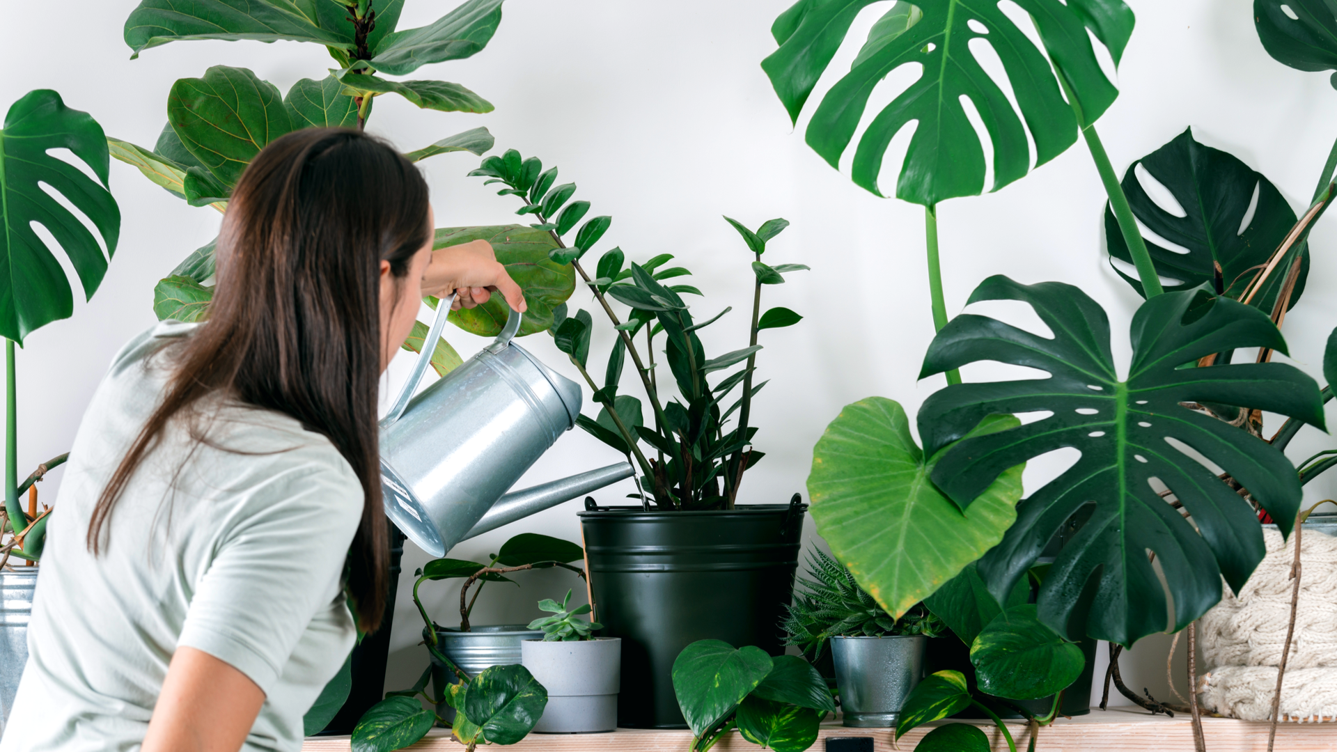 These Apps Will Help You Keep All of Your New Houseplants Alive