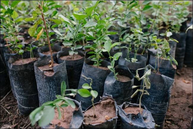 What Is Ecosia? Meet a Google Alternative That Plants Trees