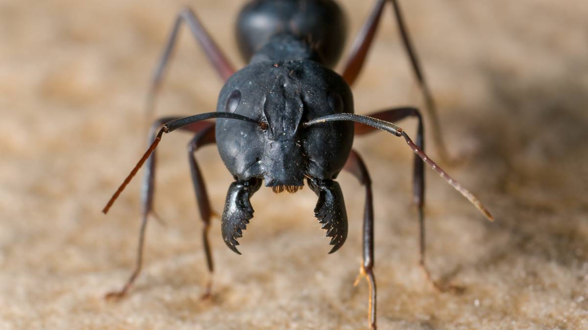 What to Do About Ants in Your Computer