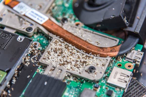 Computer Monitor Gnat What to Do About Ants in Your Computer