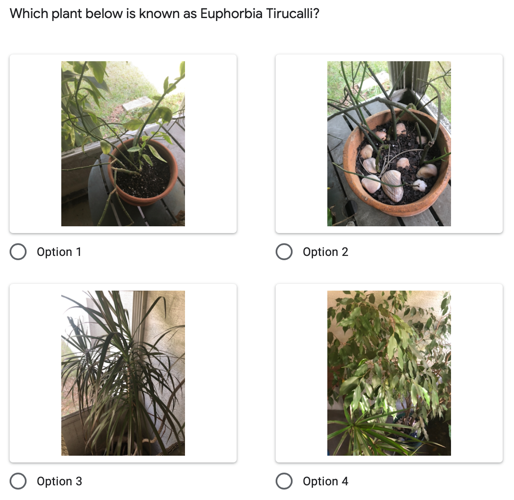 How to Add Images to Questions in Google Forms