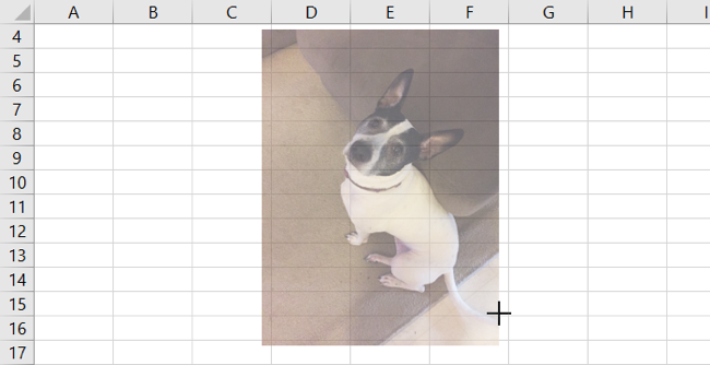 How to Insert a Picture in Microsoft Excel