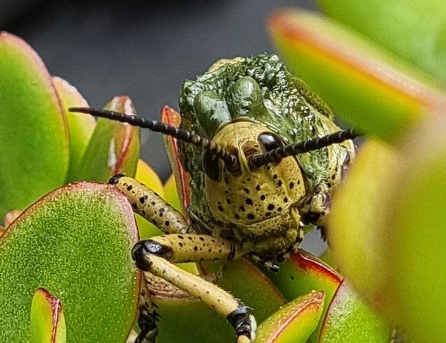 What Is Macro Mode on an iPhone or Android Phone?