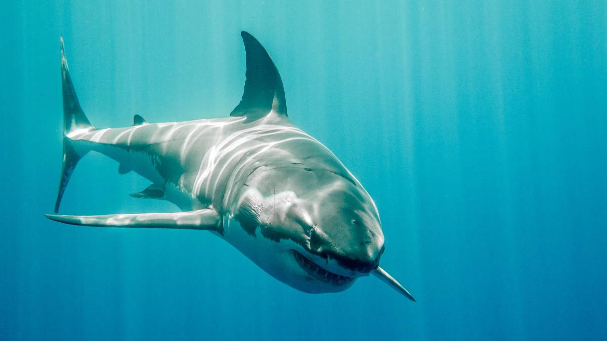 The Best Shark Movies to Stream During Shark Week