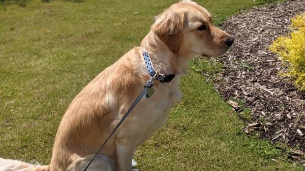 Dog outside on leash