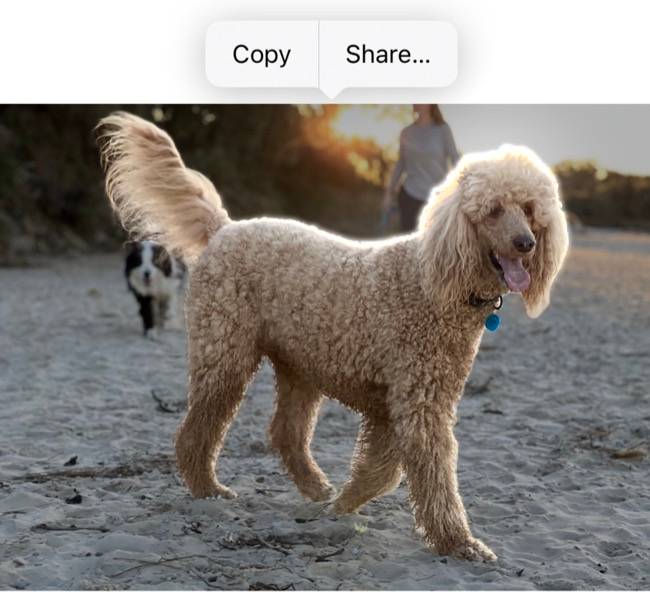 Isolate Subject How to Isolate Subjects in Photos on iPhone or iPad