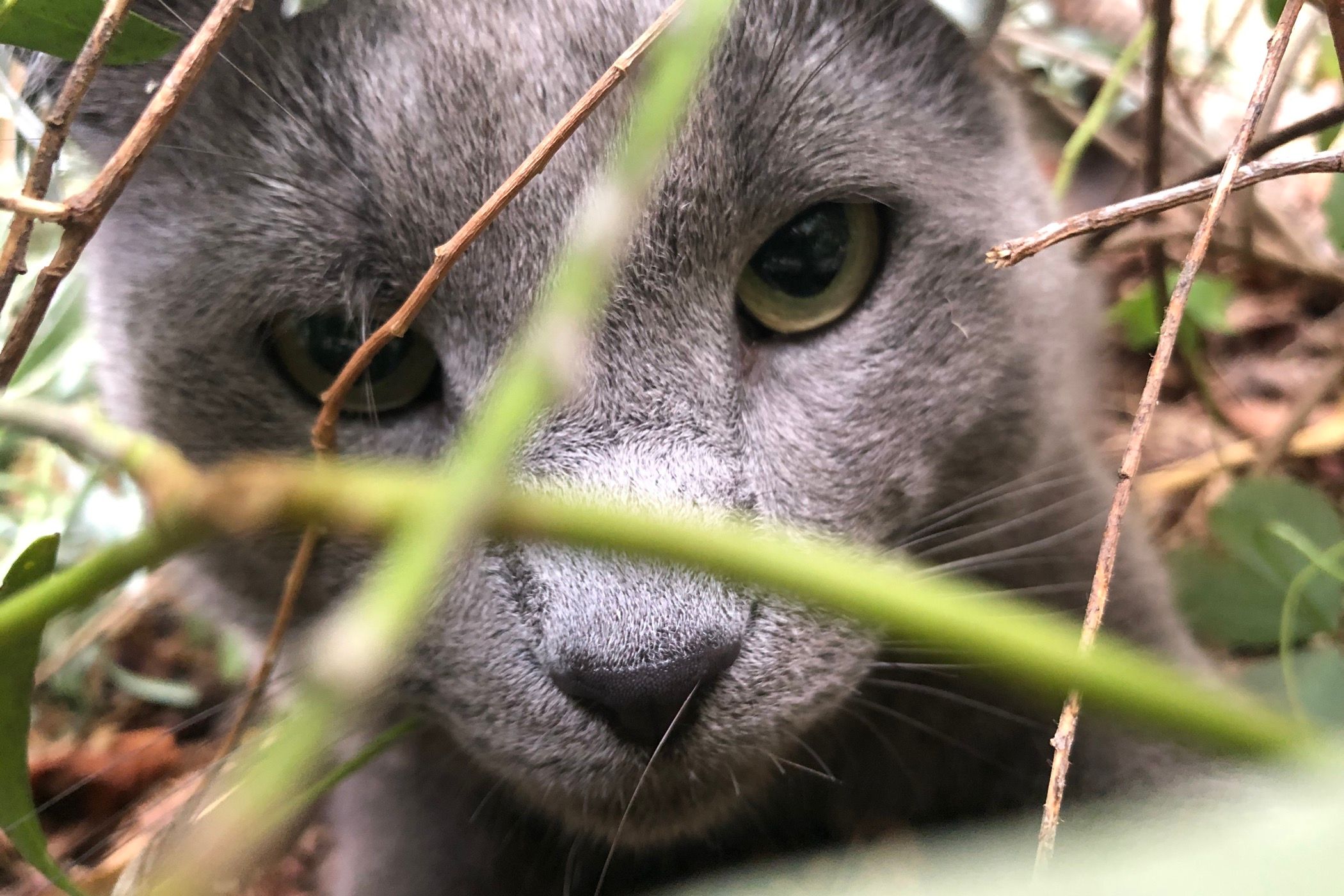 Roger the cat outdoors