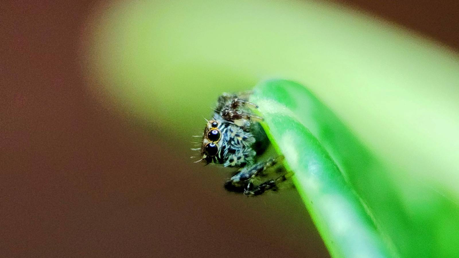 The Only Phone Feature I Care About Now is a Macro Camera