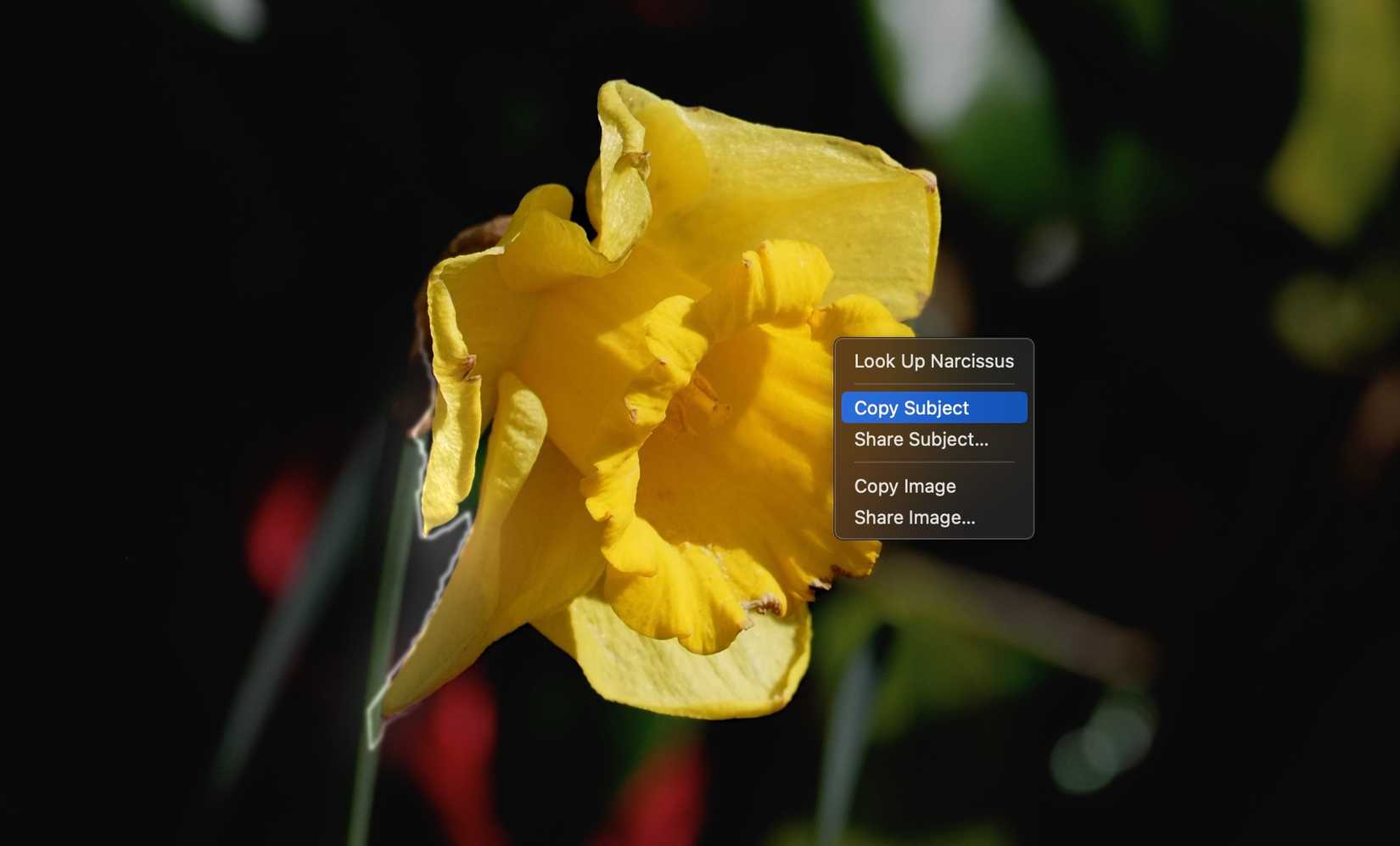 12 Things You Didn’t Know You Could Do in the Preview App on a Mac