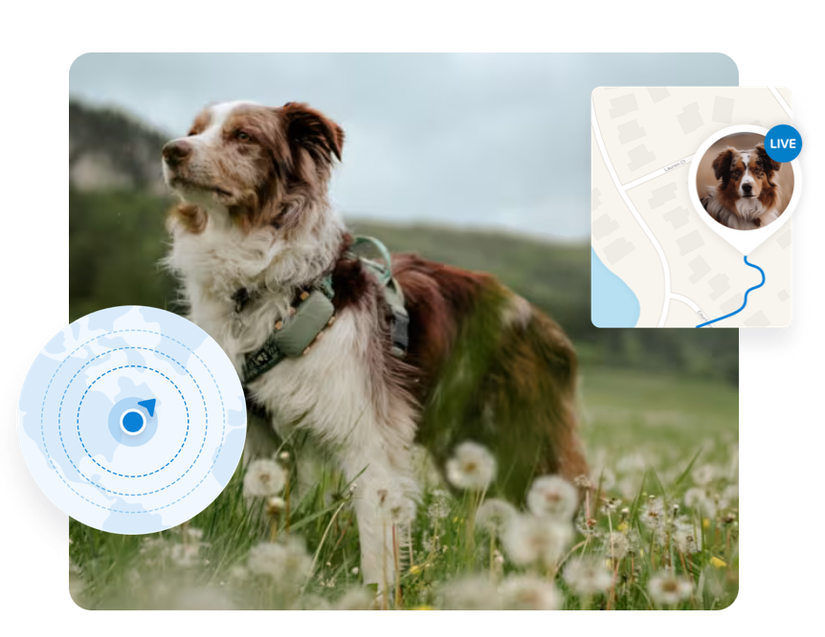 5 Gadgets That Make Pet Ownership So Much Easier