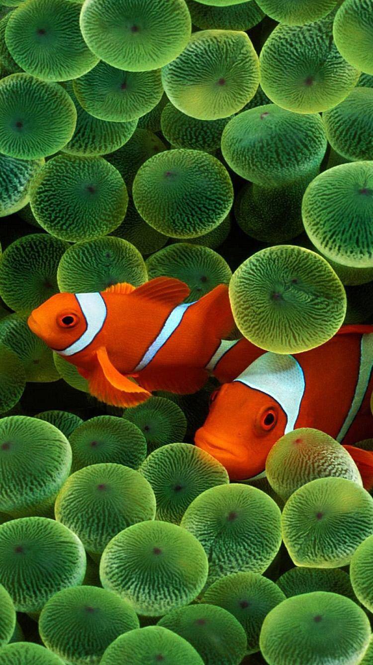 Apple Clownfish wallpaper.