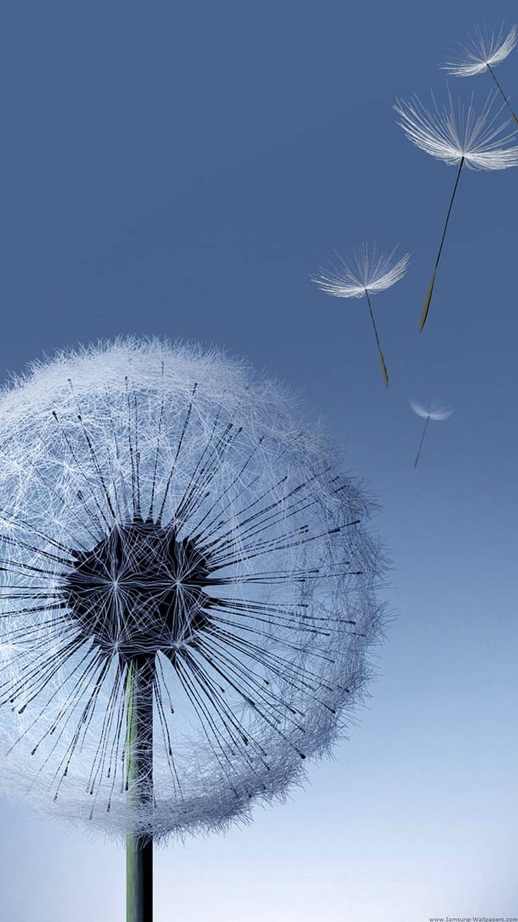 Dandelion wallpaper for Samsung Galaxy S3.