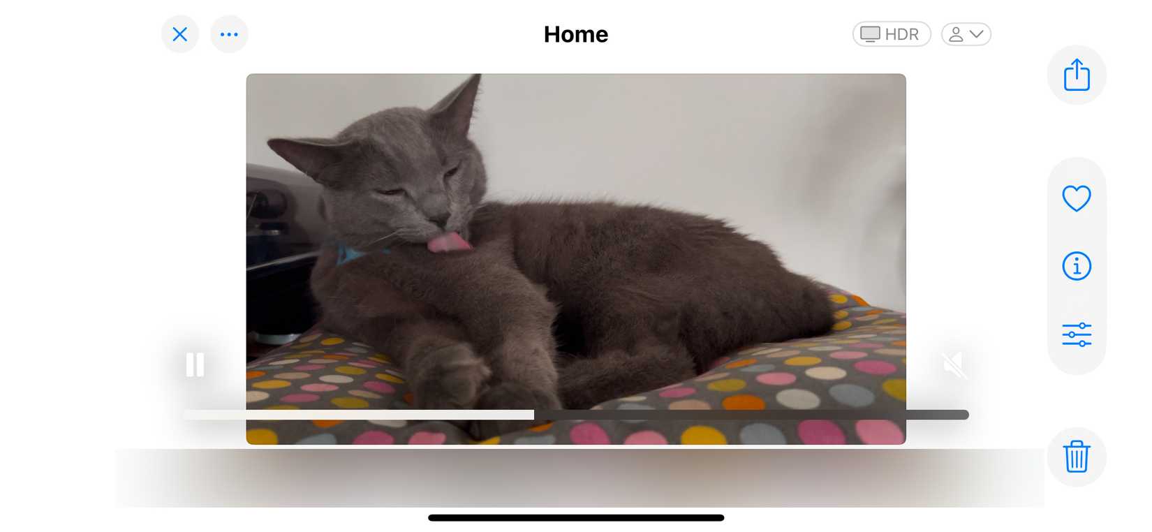 Бесконечно зацикленное видео с котом, который постоянно умывается.