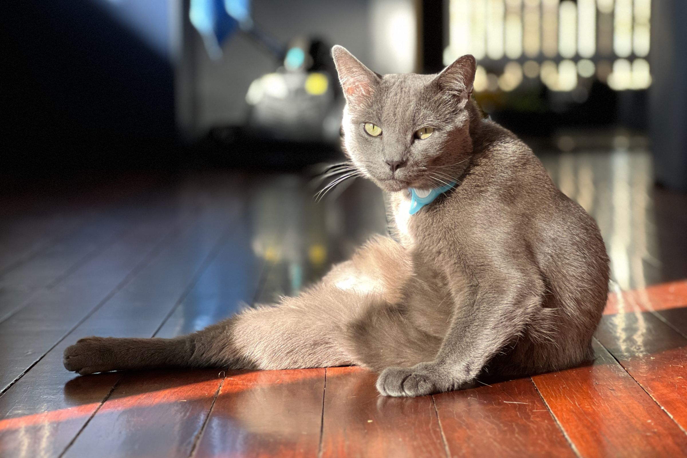 Stop overlooking your pets in your smart home setup—6 ways cats and dogs can benefit too