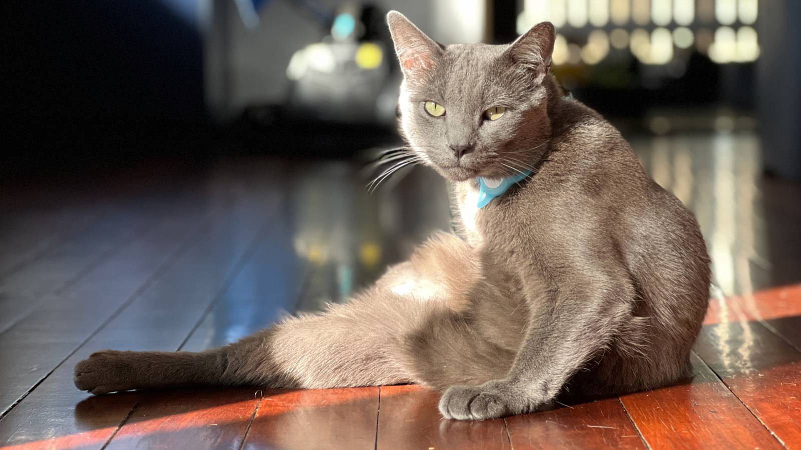 Stop overlooking your pets in your smart home setup—6 ways cats and dogs can benefit too