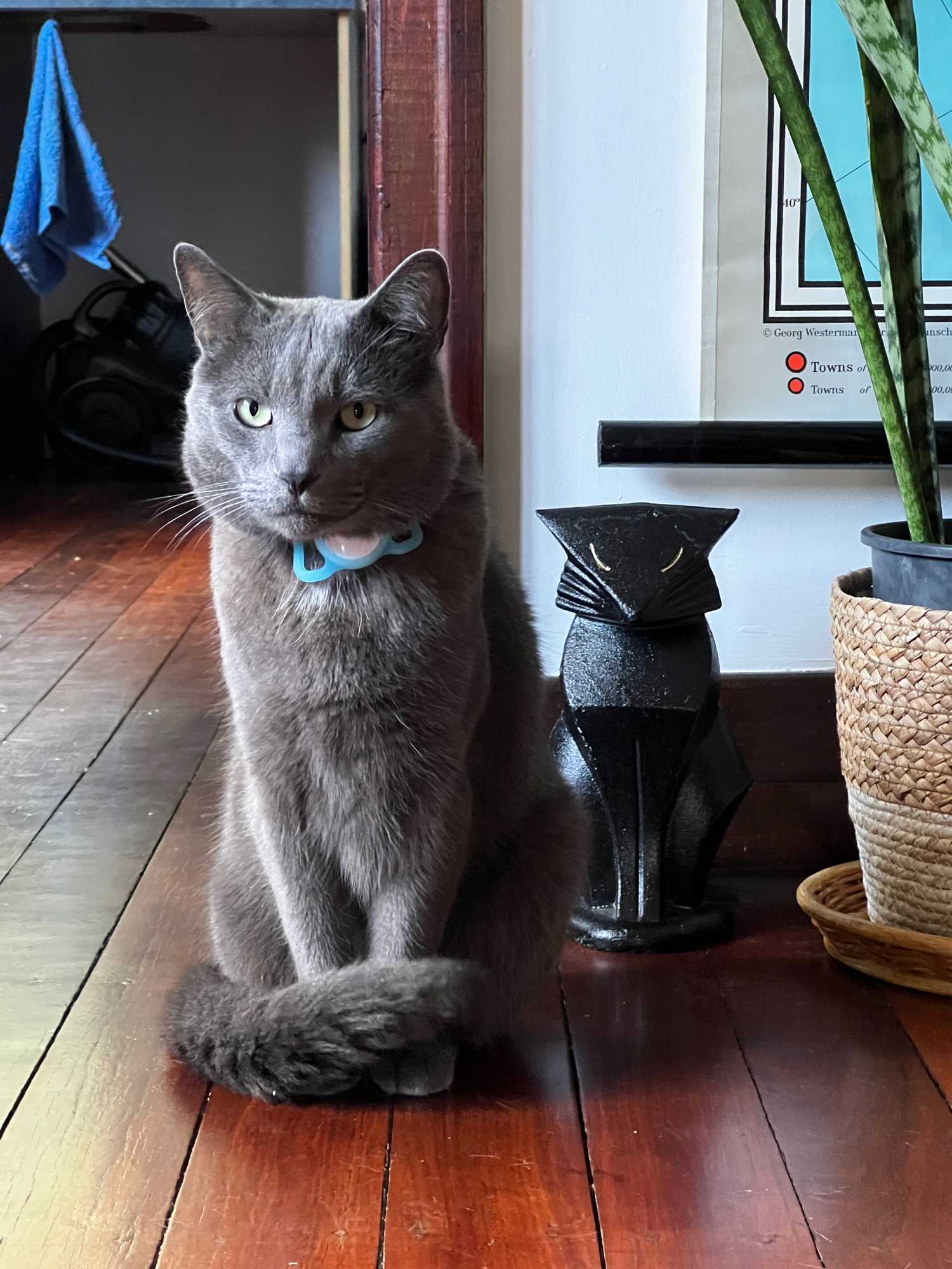How to Shoot Better Pet Photos and Videos on Your iPhone