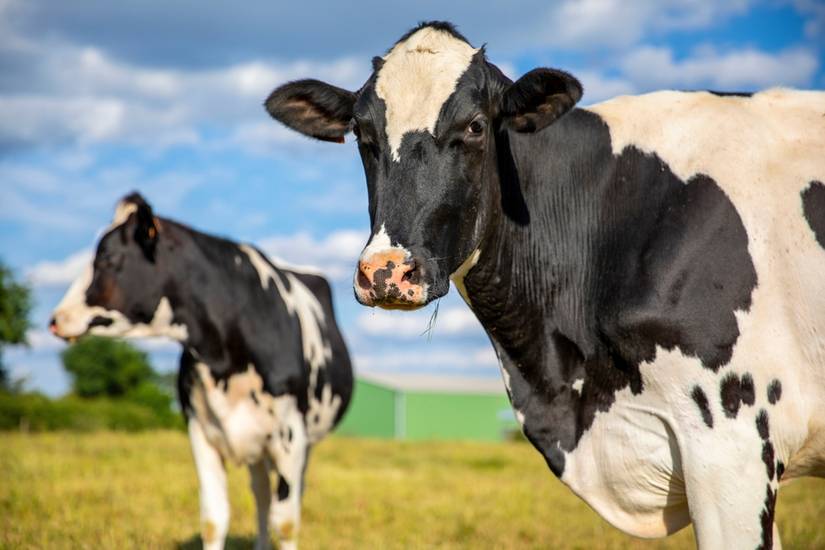 Is Lab-Grown Meat Really the Future?