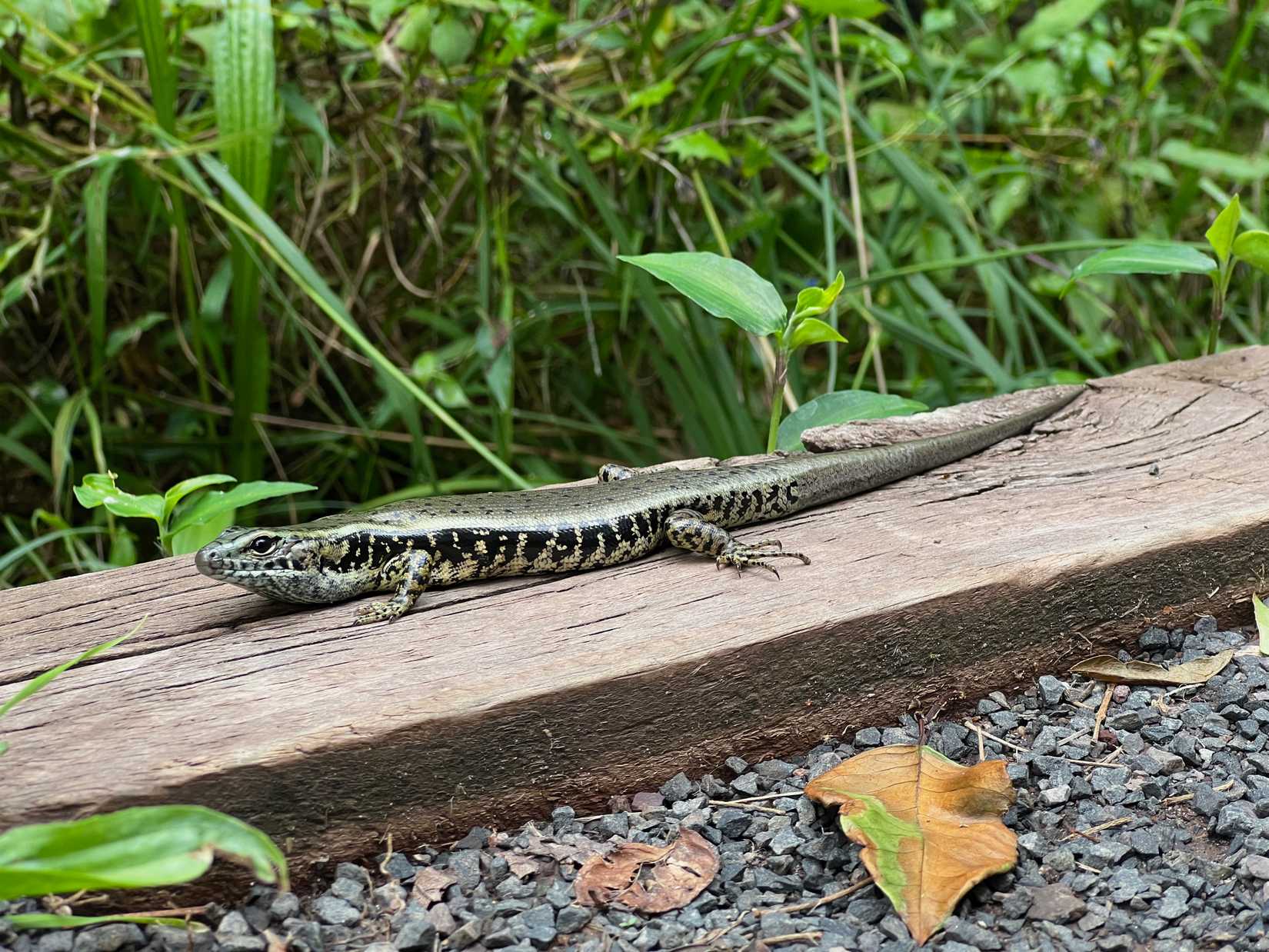8 Tips for Capturing Nature's Beauty With Your Phone Camera
