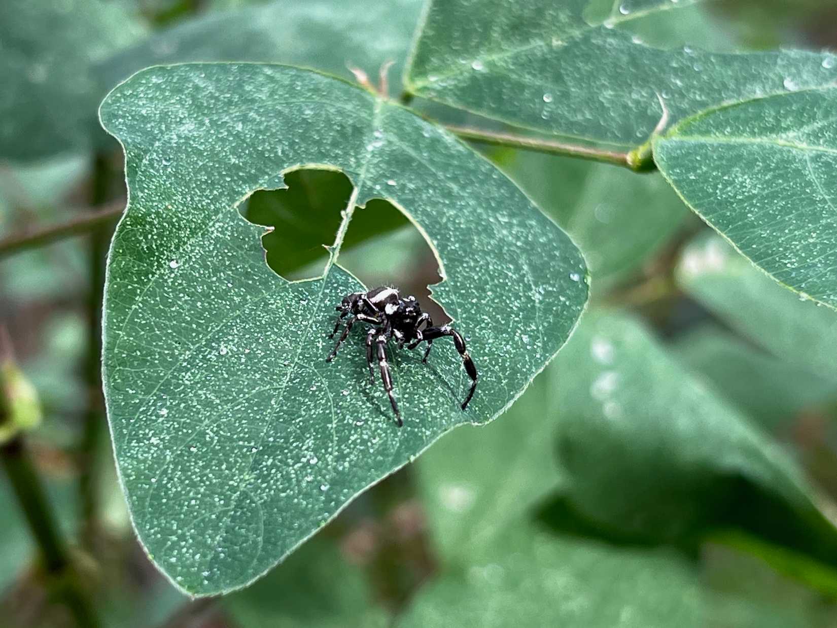 8 Tips for Capturing Nature's Beauty With Your Phone Camera