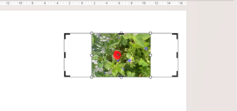 A picture in Microsoft PowerPoint is cropped at the left and right edges, after Fit is clicked in the Crop drop-down menu.