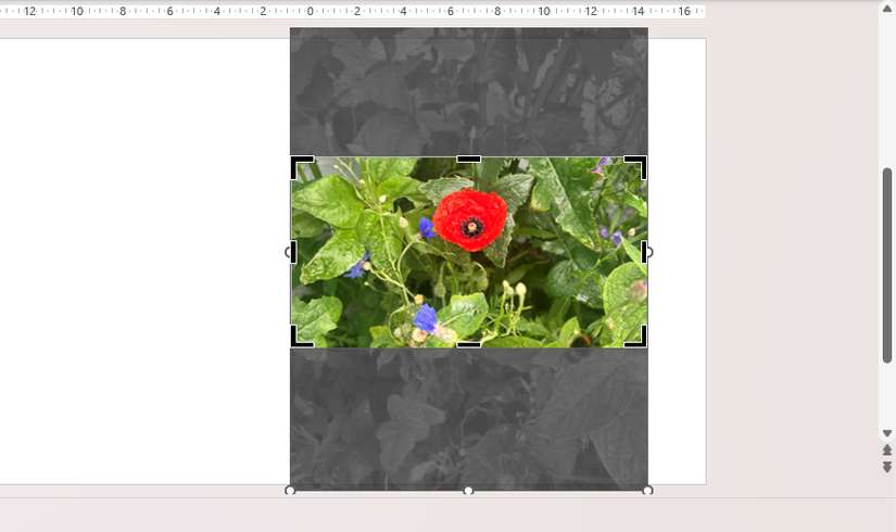 A picture in PowerPoint is cropped at the top and bottom.
