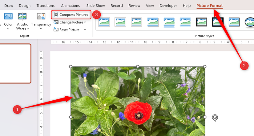 A picture in PowerPoint is selected, and Compress Pictures in the Picture Format tab is highlighted.