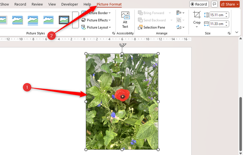 A picture in PowerPoint is selected, and the Picture Format tab is opened.