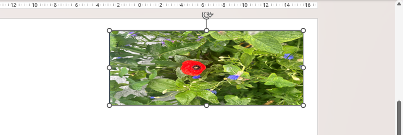 A picture of flowers inserted as the fill of a rectange is stretched.
