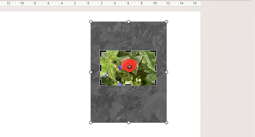 An image in PowerPoint is cropped to a 16:10 aspect ratio, and the image is repositioned so that a poppy sits in the center.