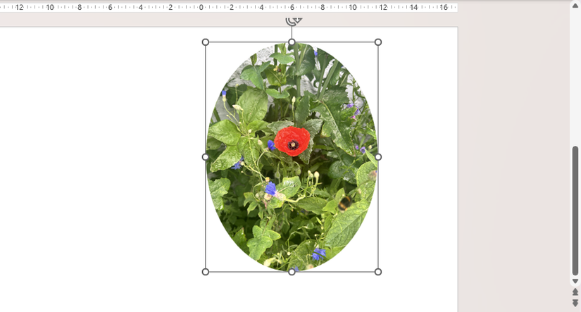 An image in PowerPoint is cropped to an oval shape.