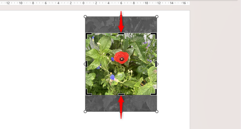 How to Crop Pictures in Microsoft Word, Excel, and PowerPoint