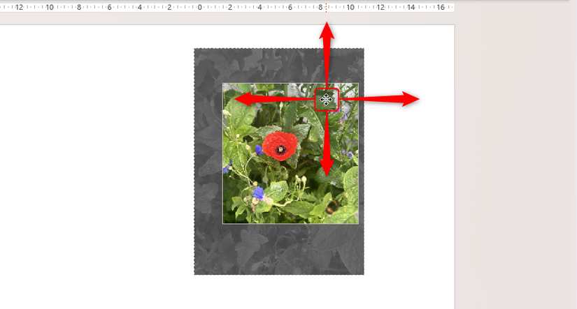 The cropped area of an image in PowerPoint is clicked and dragged.
