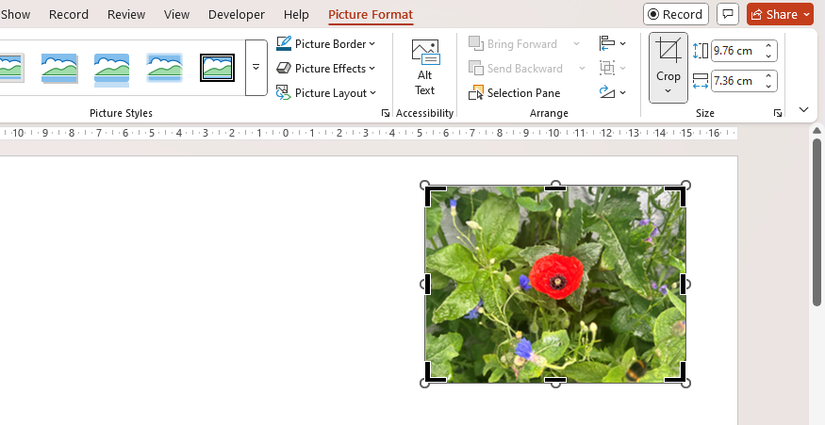 The cropping handles appear around the edge of a picture in PowerPoint.