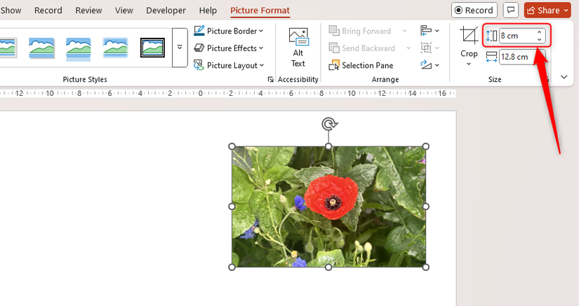 The height of an image in Microsoft PowerPoint is changed to 8 cm, and the width adjusts automatically to maintain the aspect ratio.