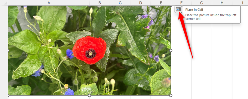 The Place In Cell icon next to a picture in Excel is selected.