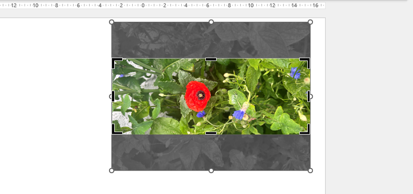 The top and bottom of a picture in PowerPoint is cropped out after Fill is selected in the Crop menu.