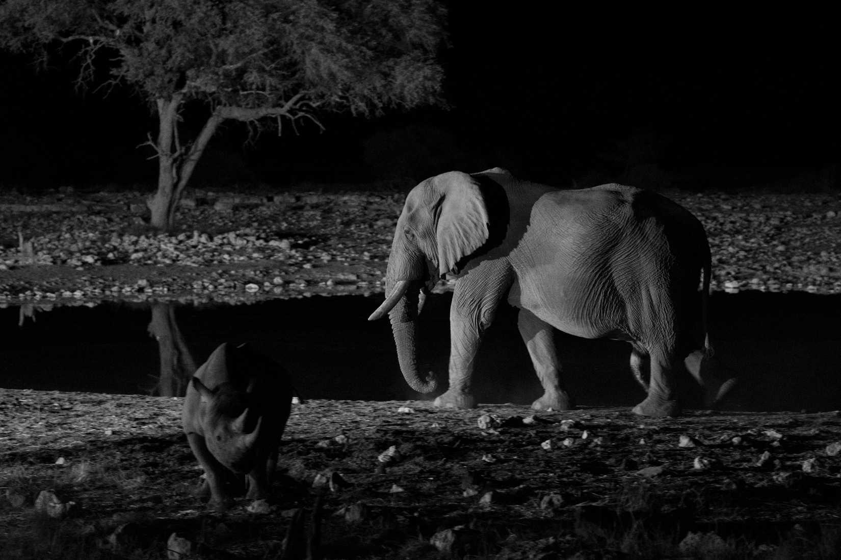 An elephant in Namibia shot on a Sony A6500.