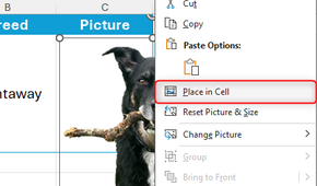 Place In Cell is selected in the right-click menu on a picture in Microsoft Excel.