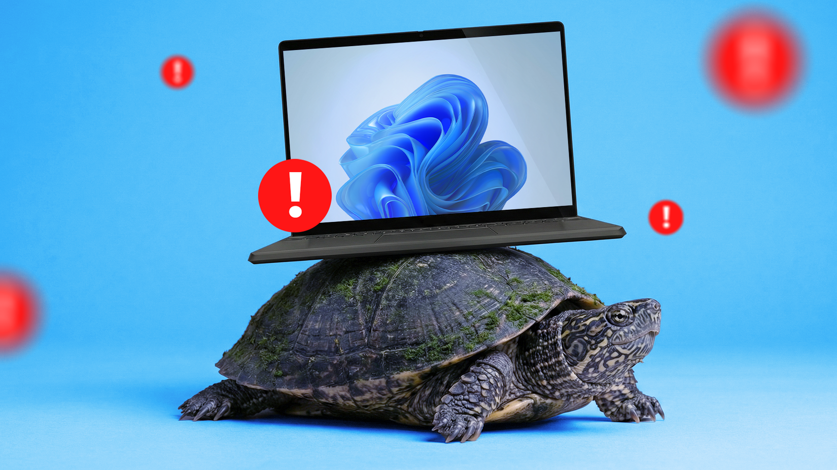 A laptop running Windows 11, resting on a turtle's shell, surrounded by warning signs.