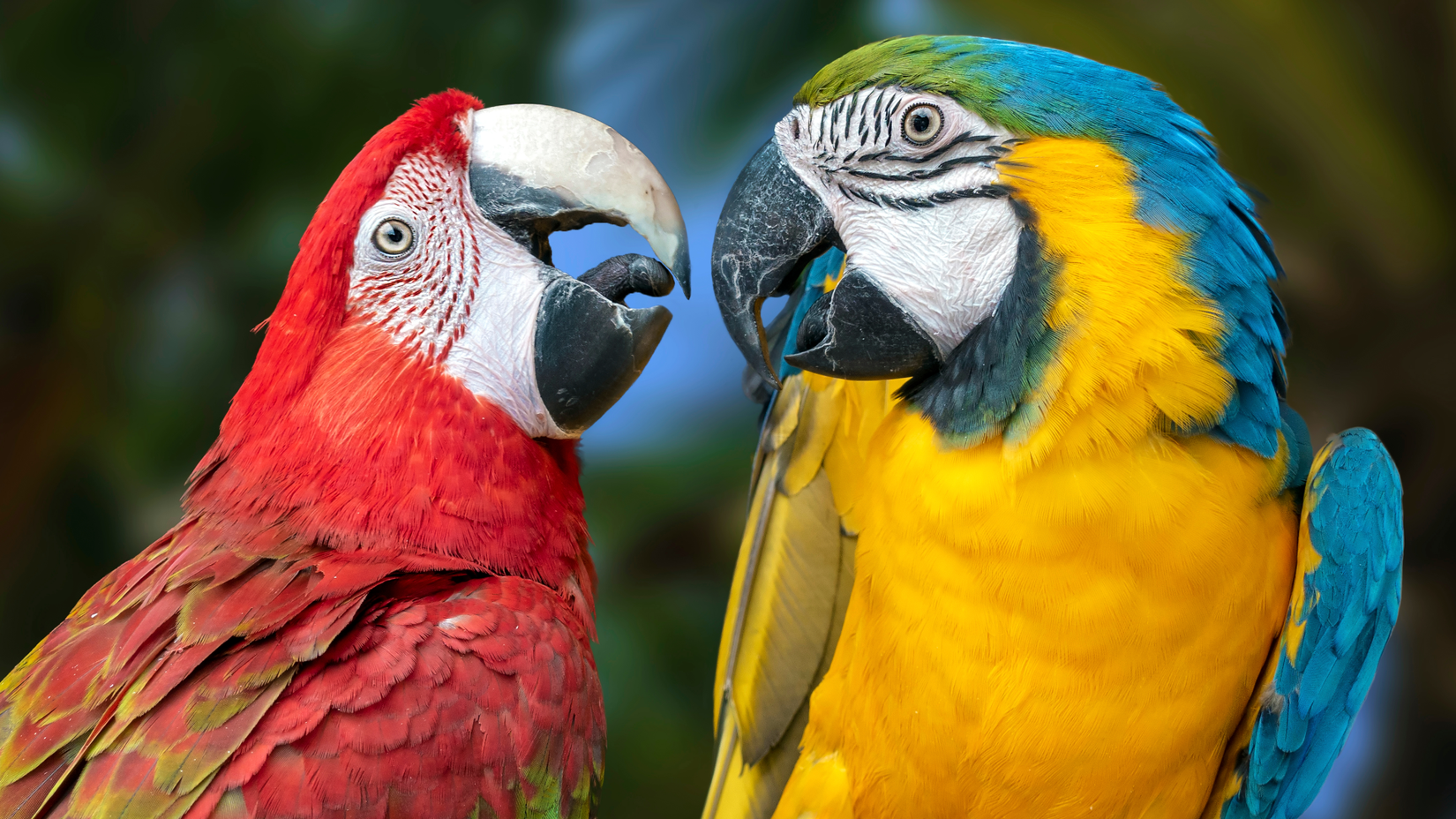 Dois papagaios coloridos se enfrentam.