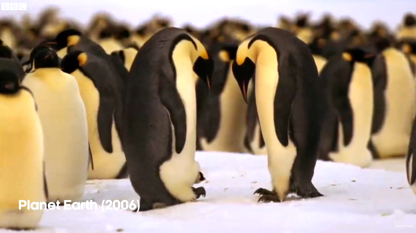 A scene from BBC Planet Earth with penguins.