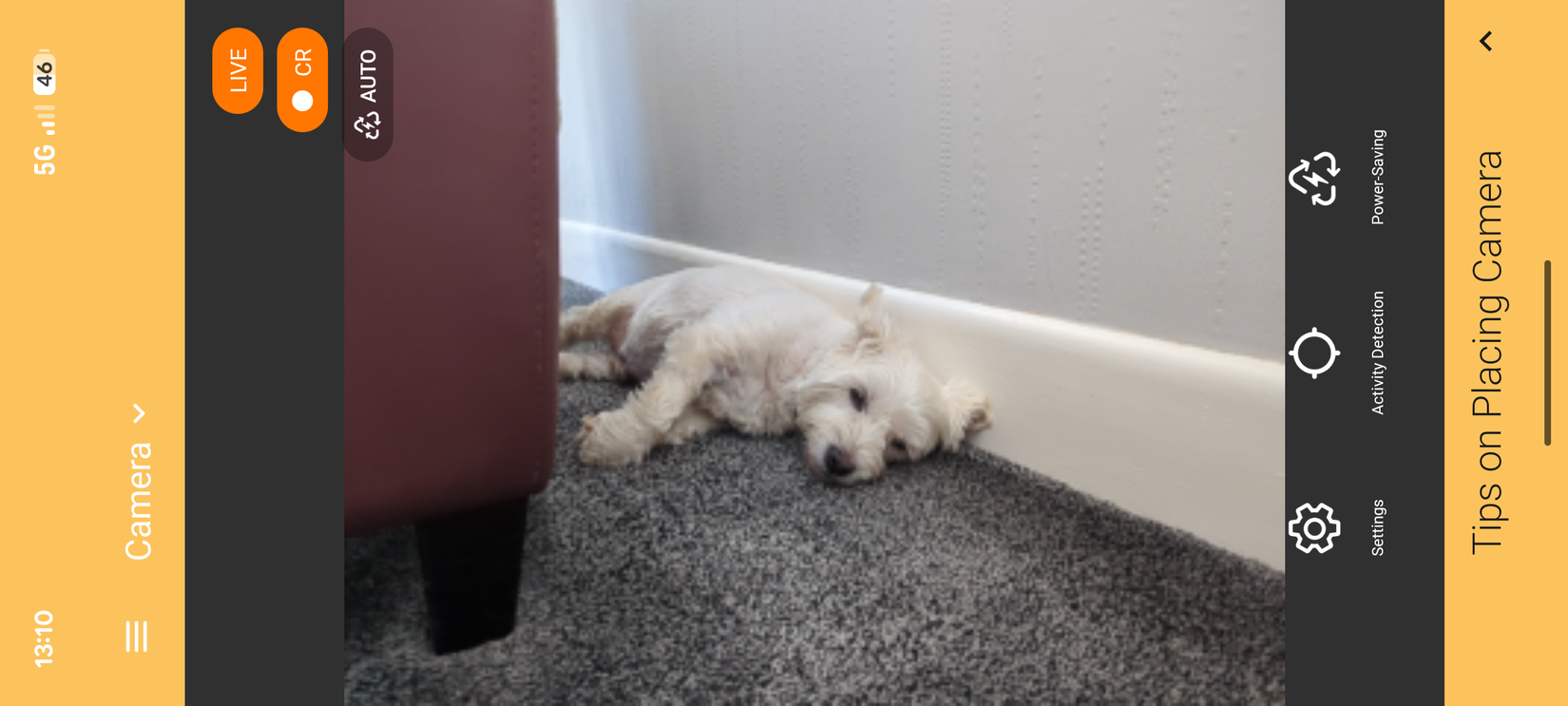 AlfredCamera as pet monitor.