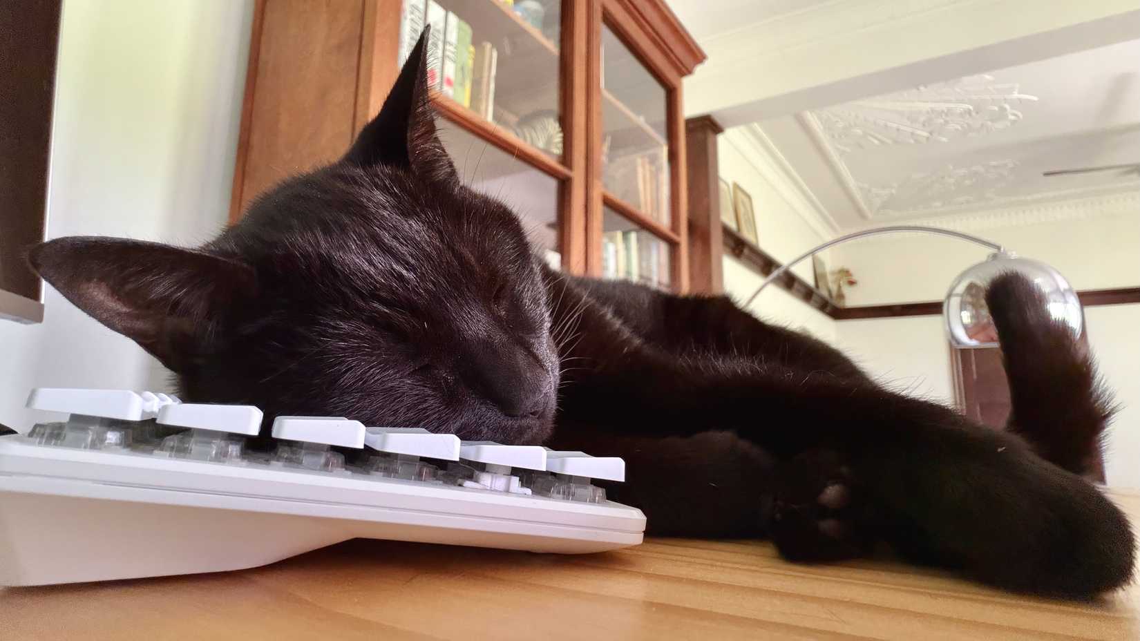Inka the cat asleep on a keyboard.
