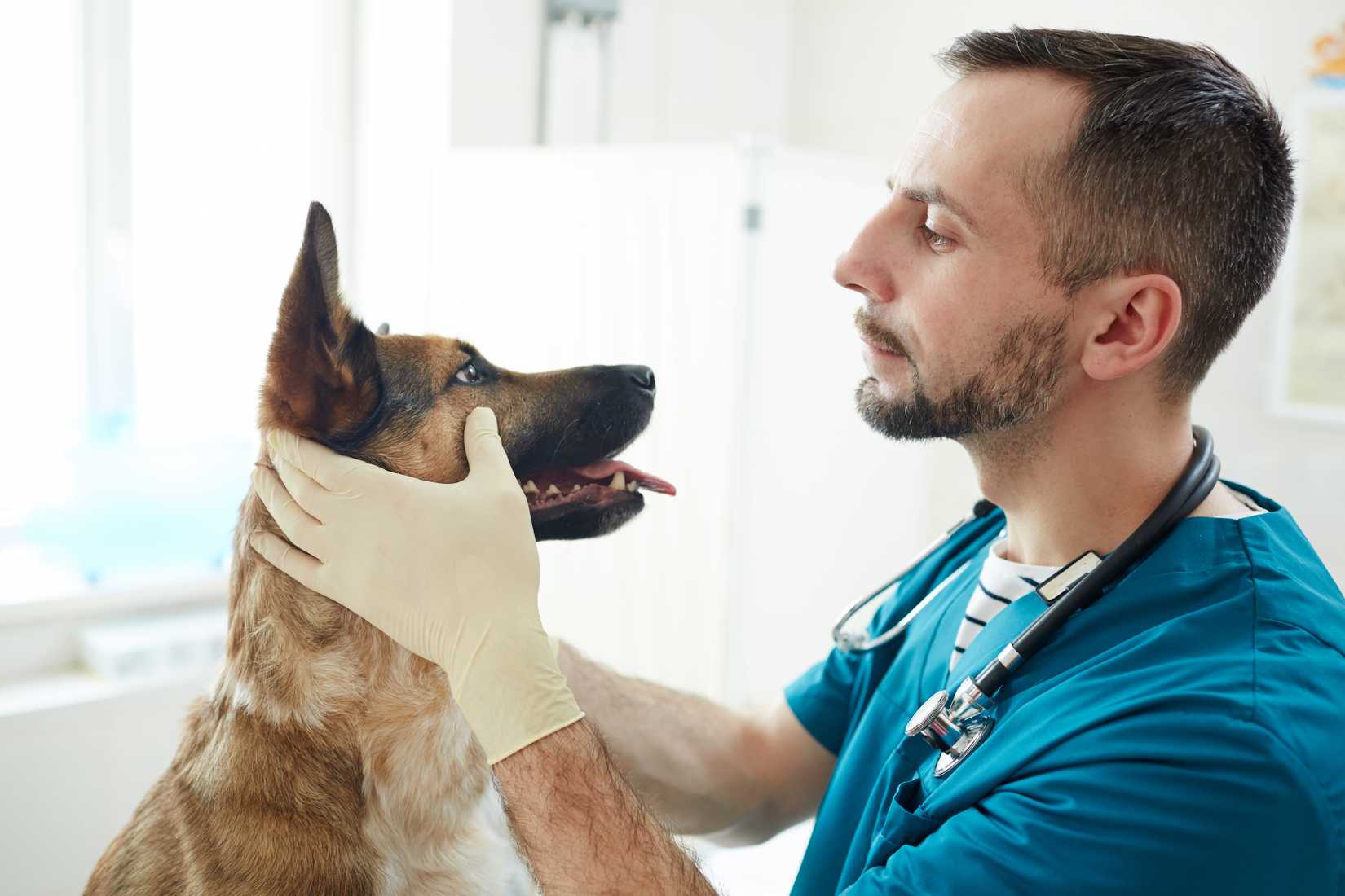 Dog with a Vet