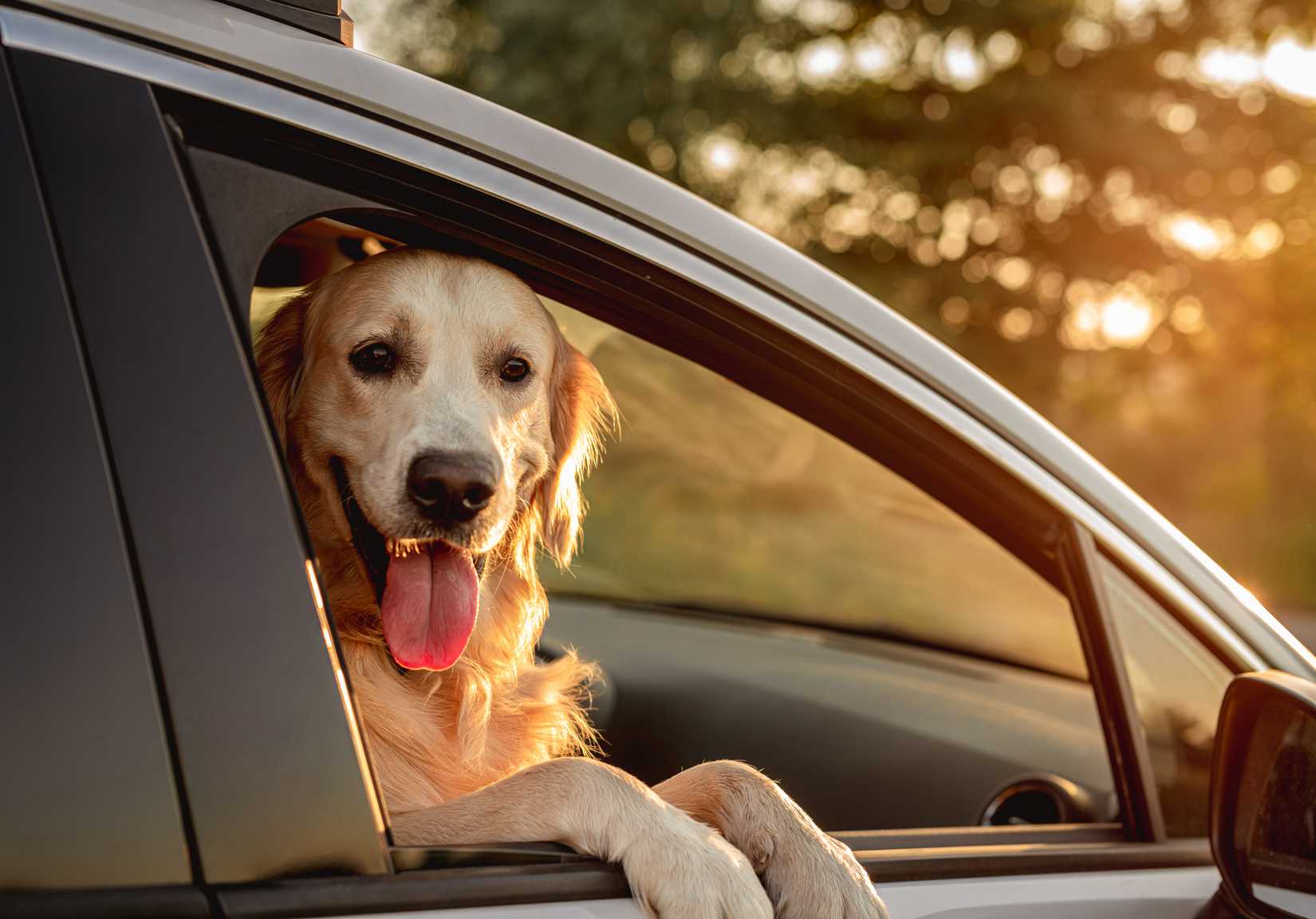 Happy dog in a car with their head out the window 