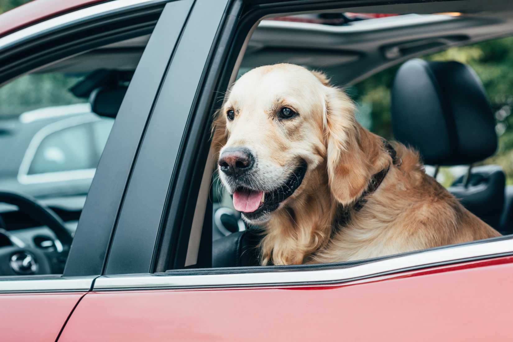 Happy dog in a car with their head out the window 