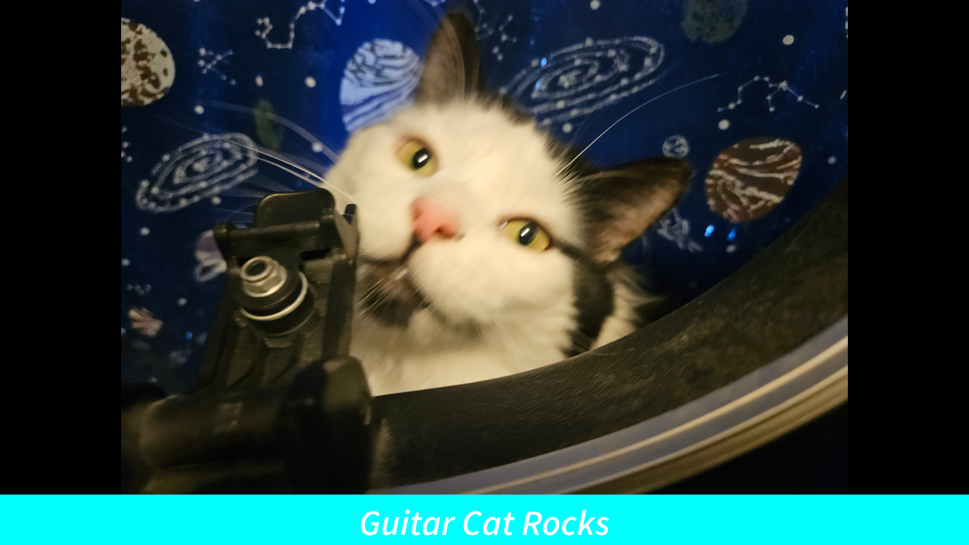 A black and white cat peering out from a guitar case with a cyan caption at the bottom saying 'Guitar Cat Rocks'.